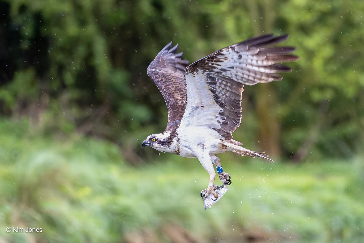 Osprey with his second fish of the evening at @GwashOspreys Horn Mill Trout Farm. Rain and fading light didn't stop T7 fishing four times, and only missed once. ISO 20,000 not a problem for the @CanonUKandIE EOS R3 and @Lightroom AI Denoise tool. @Natures_Voice @RSPBbirders