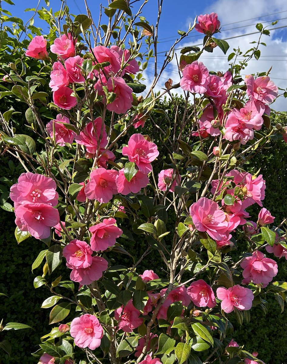 My camellias are enjoying this wet April weather, good to see some blue sky above it for a change. Have a lovely Friday. #FlowersonFriday #PinkFriday #GardeningTwitter