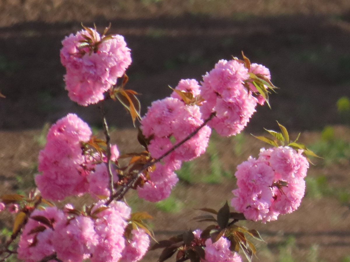 こんばんにゃฅ(｡•ㅅ•｡ฅ) 八重桜満開です。 風🍃強いですね。 お帰り、お出かけの際は気をつけてね〜。 今日も一日お疲れ様でした。 穏やかな夜を過ごしましょう。 #こんな時こそTLに花を咲かせよう