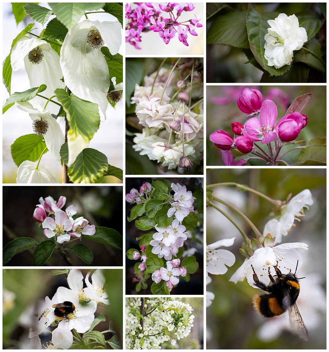 frankpmatthews's tweet photo. Tree blossom bringing gorgeous splashes of colour and life to the nursery today, so good for the soul! #trees #spring #blossom #blossomwatch #frankpmatthews #treeblossom #horticulture https://t.co/KvZXUrAJ6C