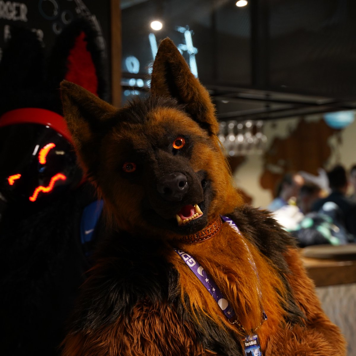 It's #FursuitFriday in my <a href="/berrexter/">Berrexter 🇩🇪🇳🇱 🔜 Infurnity 🇹🇼</a> suit

✂️ <a href="/IrruanWorkshop/">Irruan Workshop</a>
📸 #Axel
🗓28.02.2024
🏨 #Novotel #Marina
🏙 #Gdańsk 🇵🇱
🦊 <a href="/GdakonPL/">Gdakon</a>

#GDAKON #GDAKON2024 #Fursuit #Shepherd #Berk #BerkWolf #Furcon #Furry #Furs #Convention #Berrexter

Follow my Berk-News (TG)
t.me/Berk_News