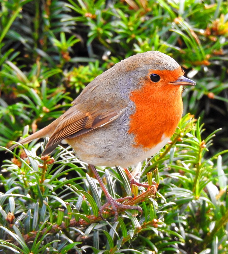 Robin in the trees. Have a good day folks. @Natures_Voice @RSPBScotland #BirdsSeenIn2024 🏴󠁧󠁢󠁳󠁣󠁴󠁿 #NaturePhotography #nature #wildlife #wildlifephotography #birds #birdphotography #birdwatching #TwitterNatureCommunity