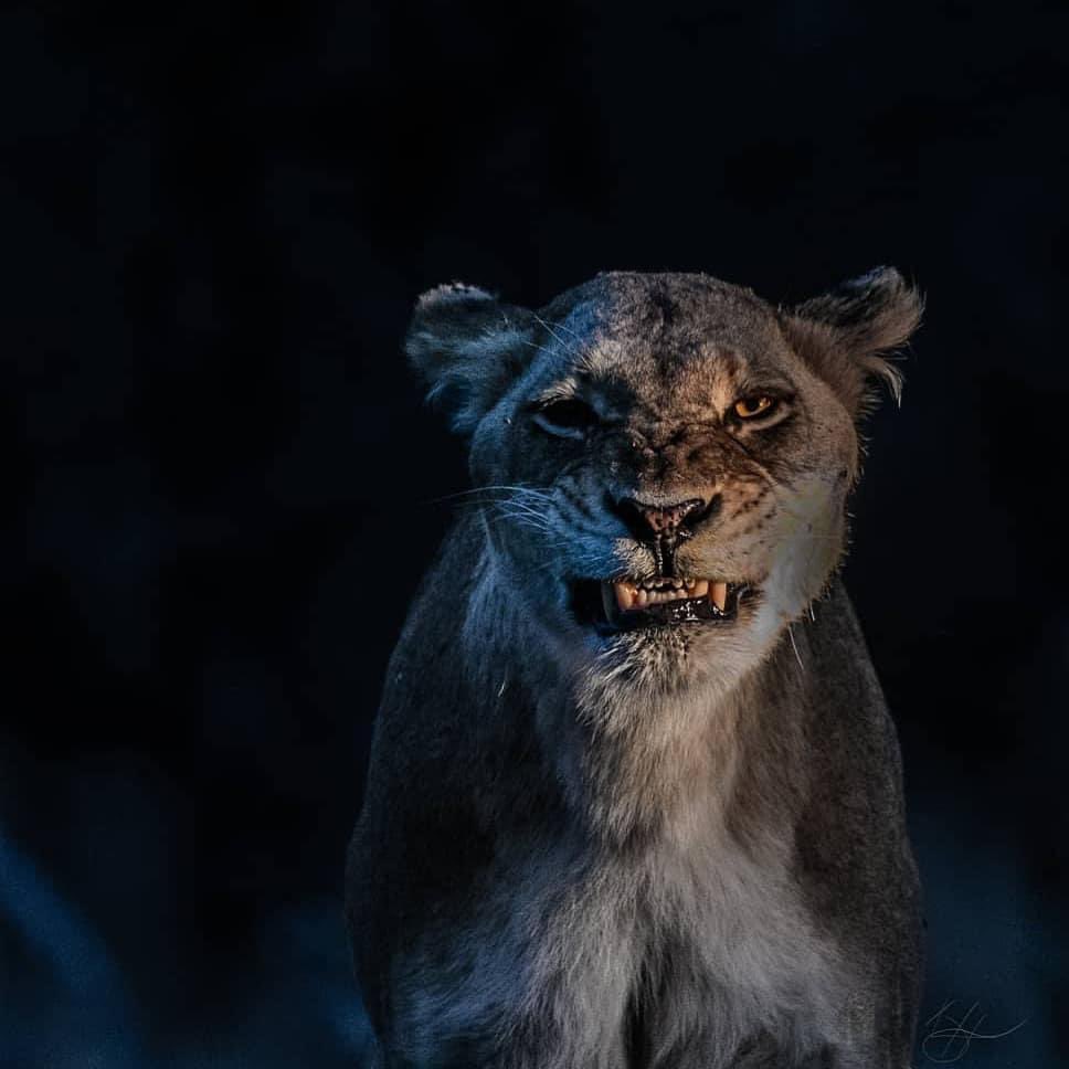 Fierce lioness with incredible lighting. Credit to @li_hendodo