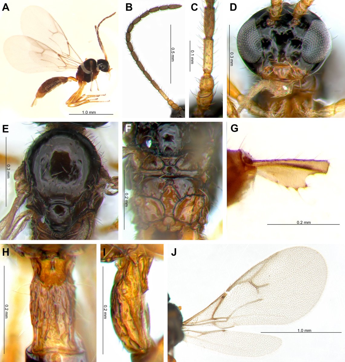 A parasitoid wasp species in the genus Monoctonus is recorded as new to science from South Korea. Find out more about it here: doi.org/10.3897/BDJ.12… #DNAbarcoding #wasps #taxonomy @Univerzitet_BG @CBG_UofG