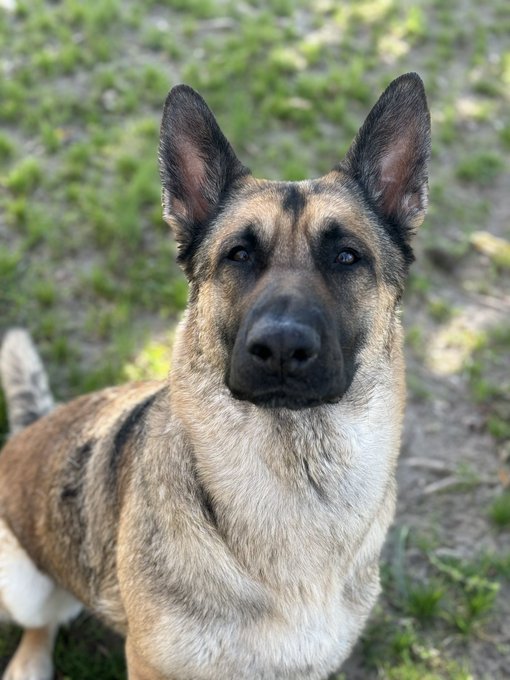 Happy 4th birthday to my shadow. https://t.co/Nfpy0mfxAQ