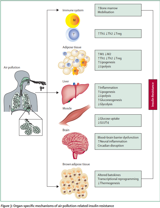 Air pollution exposure and #cardiometabolic risk thelancet.com/journals/landi… 
#AirPollution type 2 #diabetes #T2D