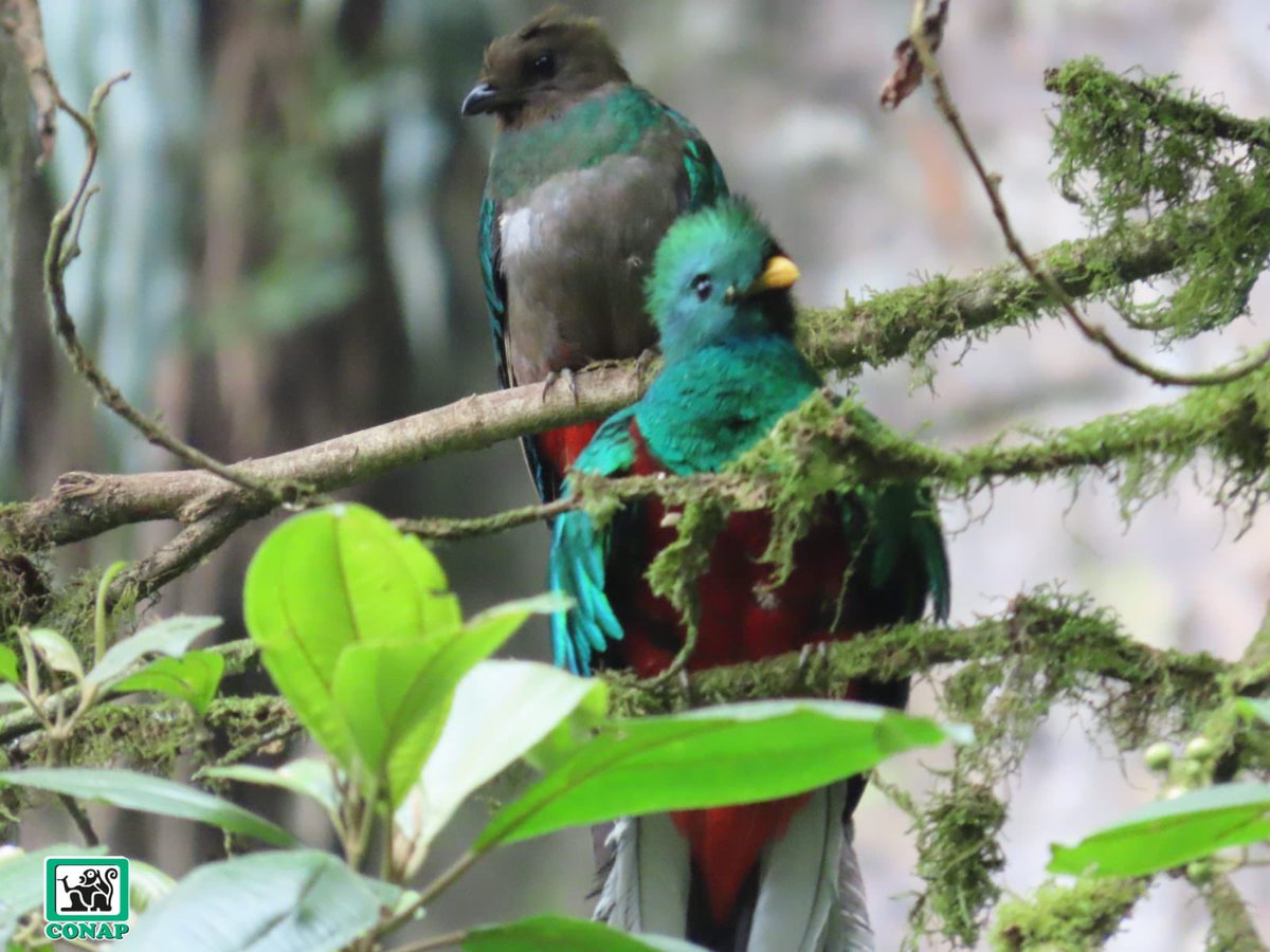 Guardarrecursos del CONAP en el Altiplano Occidental y de la Municipalidad San Rafael Pie de la Cuesta continúan con los monitoreos 24/7 con el fin de proteger a la especie que se encuentra en época de reproducción. Valoremos nuestra #GuatemalaMegadiversa 📍 Refugio Del Quetzal