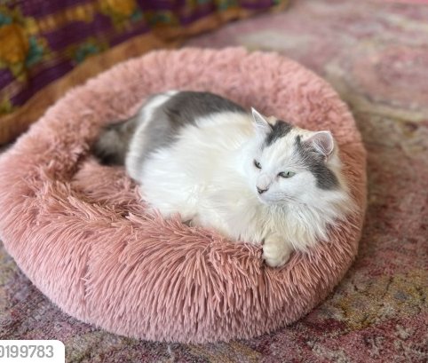 Indi a #LostCat on 4/15/24 #Providence #RI Last seen: Knight St & Washington St She's microchipped Description: Long hair white and grey fur, 9lbs, green eyes, scared to be outside Mssg here if you spot Indi: buff.ly/3Q8tCv9 #RhodeIsland #PVD
