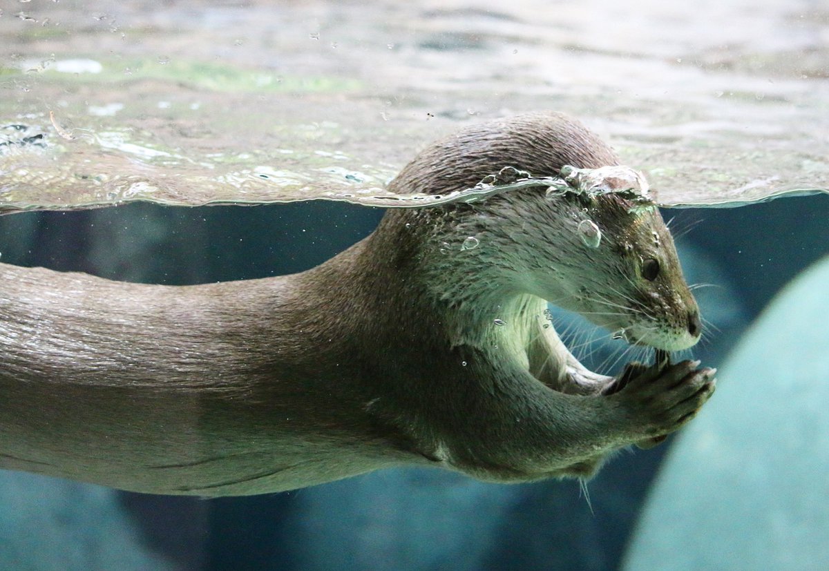 otter_bot's tweet photo. https://t.co/OkUcTHz7JC