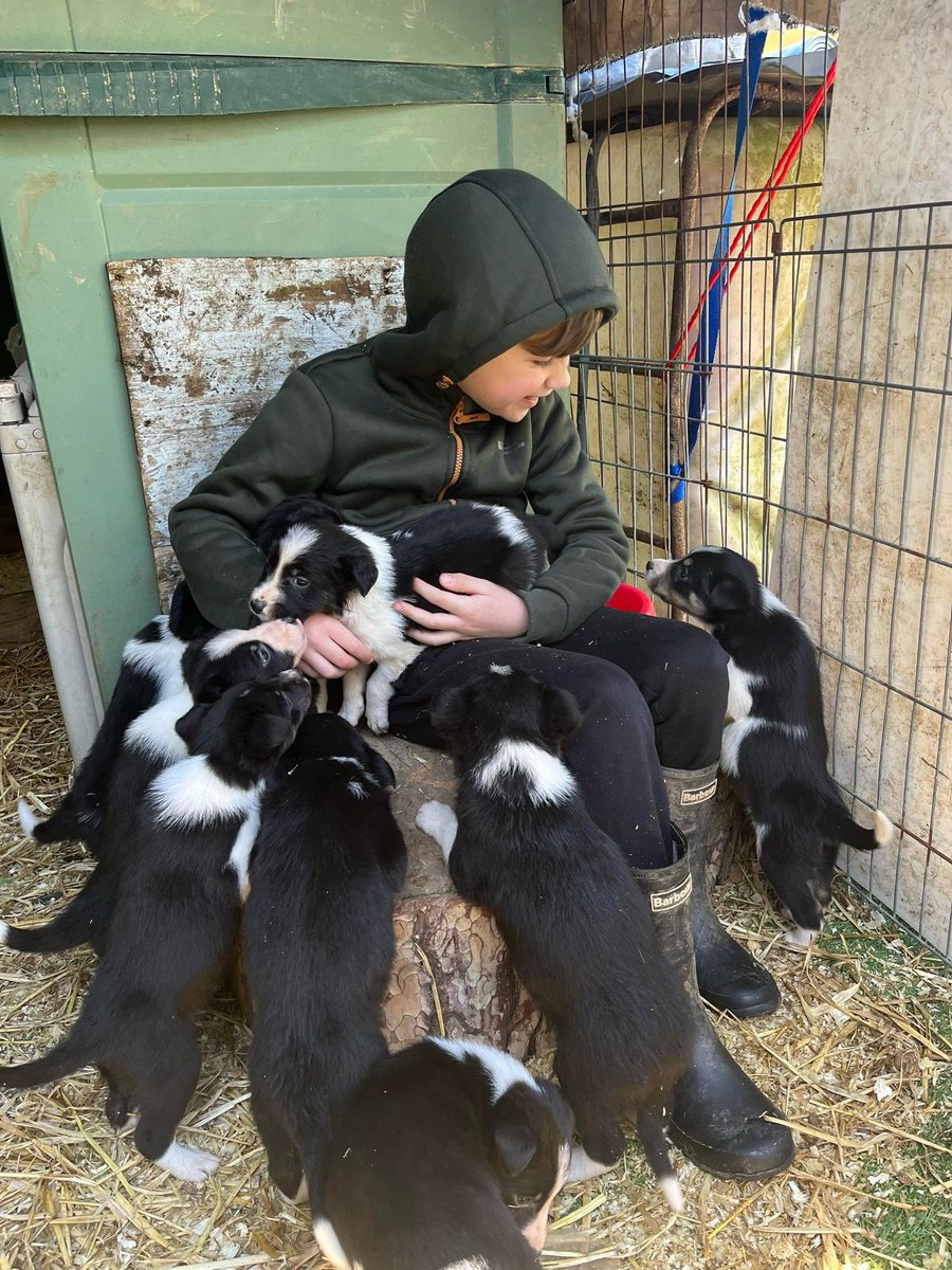 Farmer Fred and his many collie pups! 🐶 🚜 🇬🇧 

📸 Angela Harvey