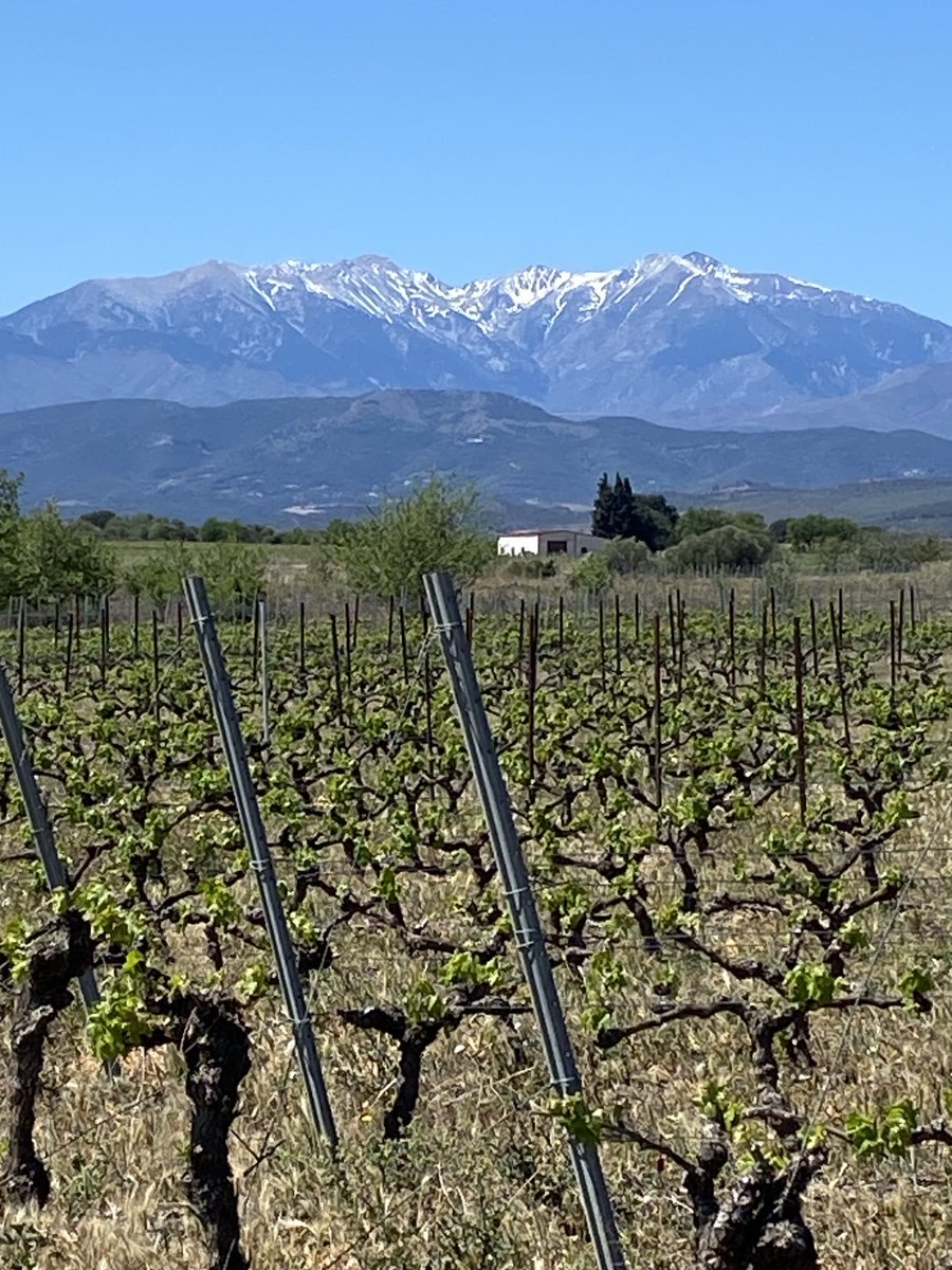 Després d’una magnífica conversa a ⁦<a href="/RadioArrels/">Ràdio ARRELS</a>⁩ -El Soler- amb en Miquel Martínez, mireu què us espera: un dels paisatges que més m’agraden. La combinació de vinyes amb un Canigó ple de congestes, una visió com n’hi ha poques.