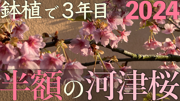 baranokiroku's tweet photo. #桜満開 #ソメイヨシノ #河津桜 #故郷の桜 #村の桜 #田舎の桜 #物見遊山 #田舎暮らし #fairytales #cherryblossoms #sakura #countrylife #Cherryblossomviewing #hanami #ohanami #JapaneseHanami #JapaneseOhanami #fullbloom https://t.co/JkhMlHG5Gv