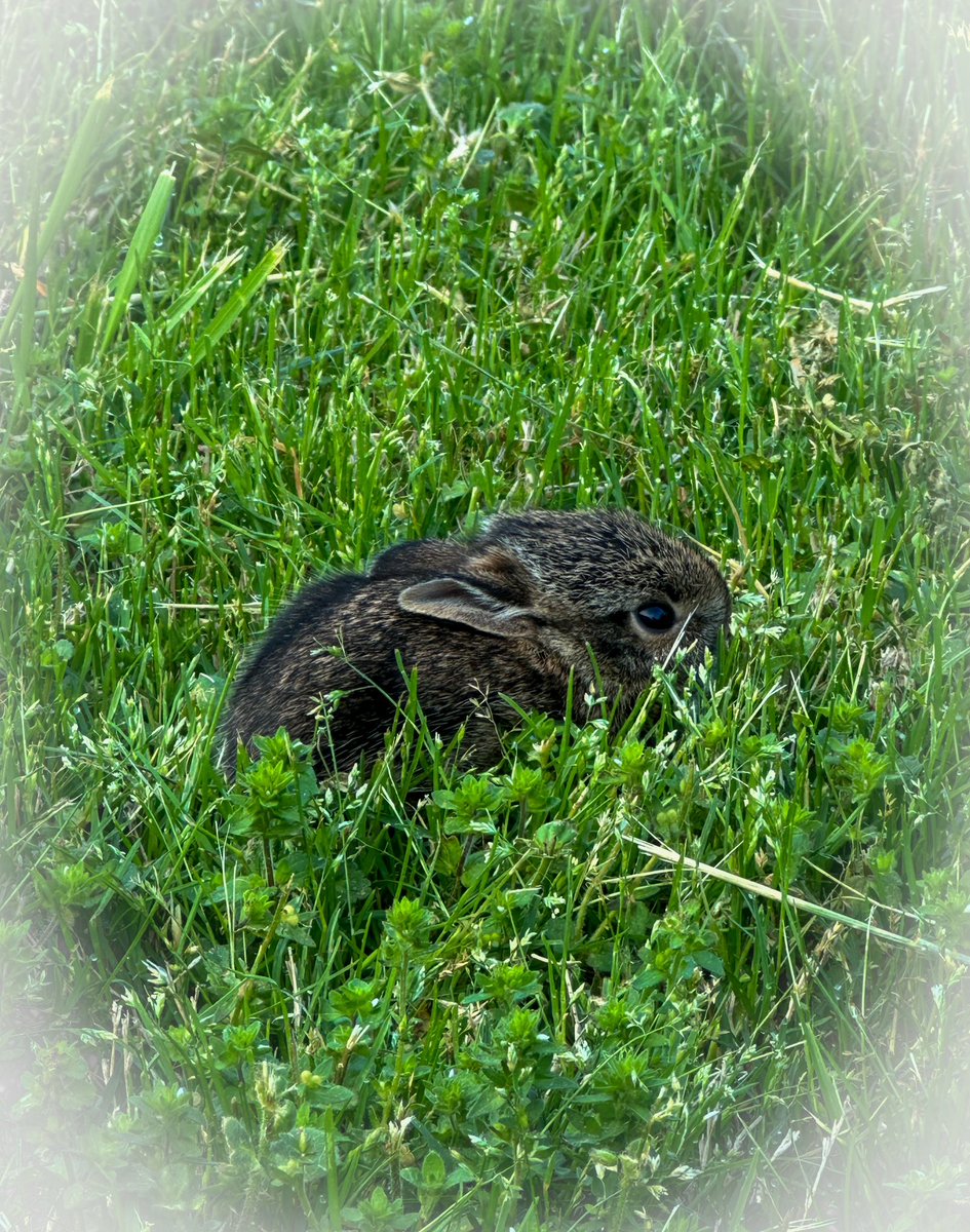 GM!!☕️ We’re gonna have some rain today, but this cute ‘lil bunny was enjoying the sunny, warm weather yesterday! Enjoy your #Friday! 🎉