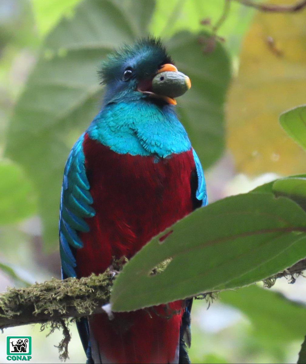 #BuenosDias🤗 El “Refugio del Quetzal” un importante ecosistema que resguarda a nuestra #AveNacional. Robin Calderon #guardarrecursos del #CONAP captó a la pareja llevando alimentos para las crías y además, la pareja posó para la cámara 🥰. #ÁreasProtegidasGT #sigap 🔽