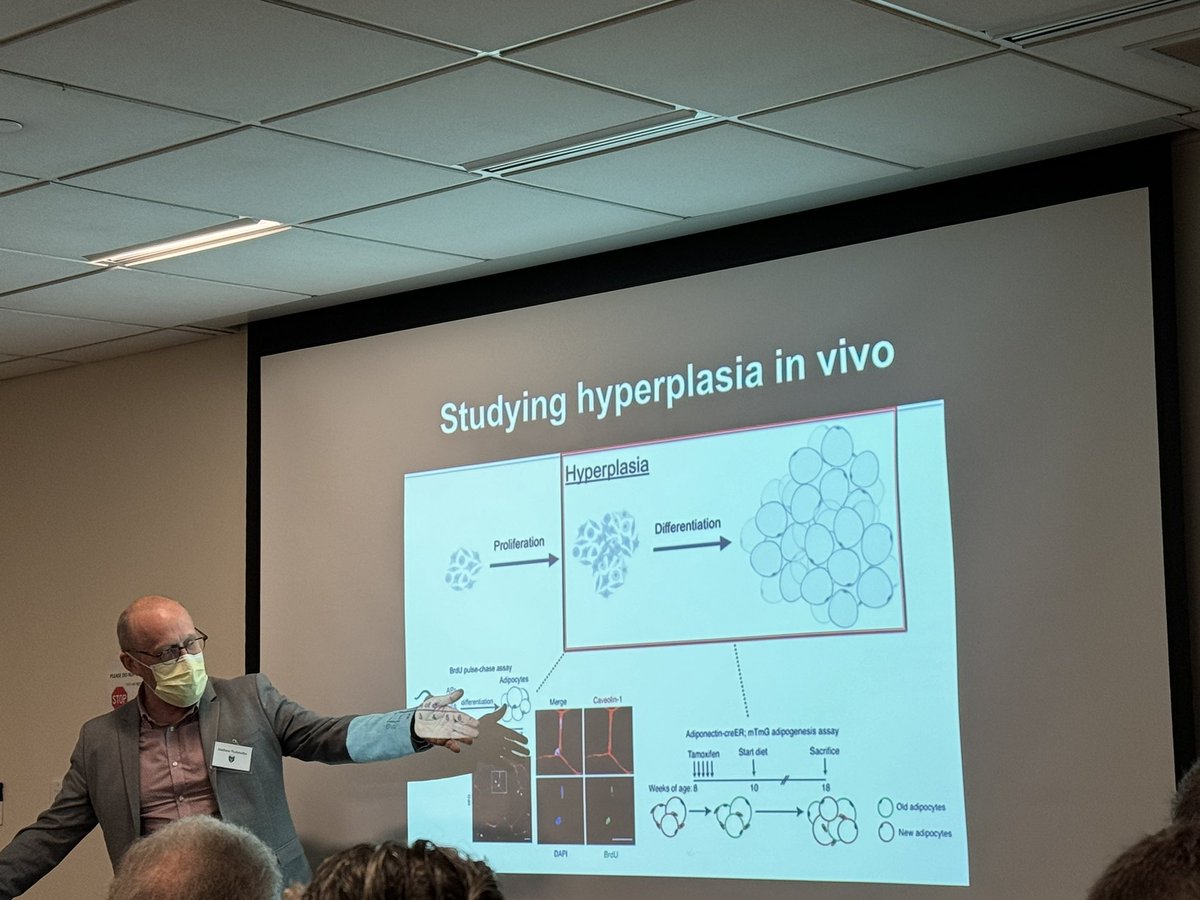 Dr. Matthew Rodeheffer @YaleMed speaks about mechanisms by which high fat diet signal  adipocyte hyperplasia and adipogenesis #226ICC