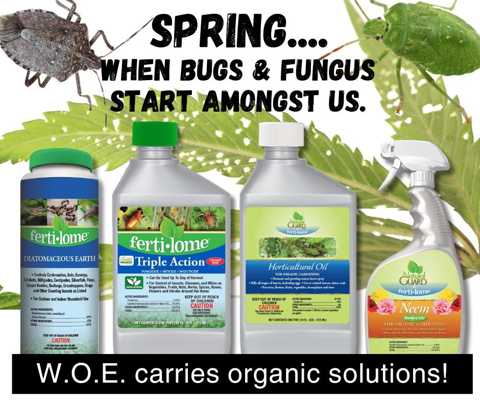 Our Fertilome products are organic and effective, ensuring your garden stays healthy and vibrant without harsh chemicals. 🌱🐞

From fungicide to insecticide, trust Fertilome to protect your green oasis. 

#OrganicGardening #FertilomeProtection