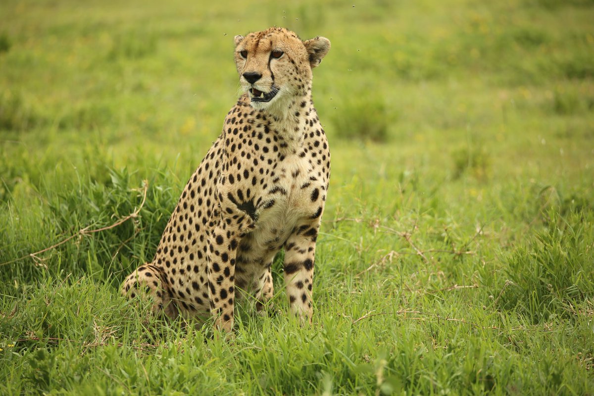 Serengeti Cheetah (@serengeticheeta) on Twitter photo From Matilda's embrace to Helen's nurturing, ZM199M is now a solitary wanderer under the Serengeti sun. ( He was Matilda's son but was later adopted by Helen) #cheetahswemonitor <a href="/OfficialZSL/">ZSL</a> <a href="/SarahMDurant/">Prof Sarah Durant</a> <a href="/AnneWHilborn/">Anne Hilborn</a> <a href="/hmk_oneill/">Dr Helen O'Neill</a> <a href="/MunisiKelvin/">kelvin munisi</a> <a href="/denzminja271/">Dennis</a> From Matilda's embrace to Helen's nurturing, ZM199M is now a solitary wanderer under the Serengeti sun. ( He was Matilda's son but was later adopted by Helen) #cheetahswemonitor <a href="/OfficialZSL/">ZSL</a> <a href="/SarahMDurant/">Prof Sarah Durant</a> <a href="/AnneWHilborn/">Anne Hilborn</a> <a href="/hmk_oneill/">Dr Helen O'Neill</a> <a href="/MunisiKelvin/">kelvin munisi</a> <a href="/denzminja271/">Dennis</a>