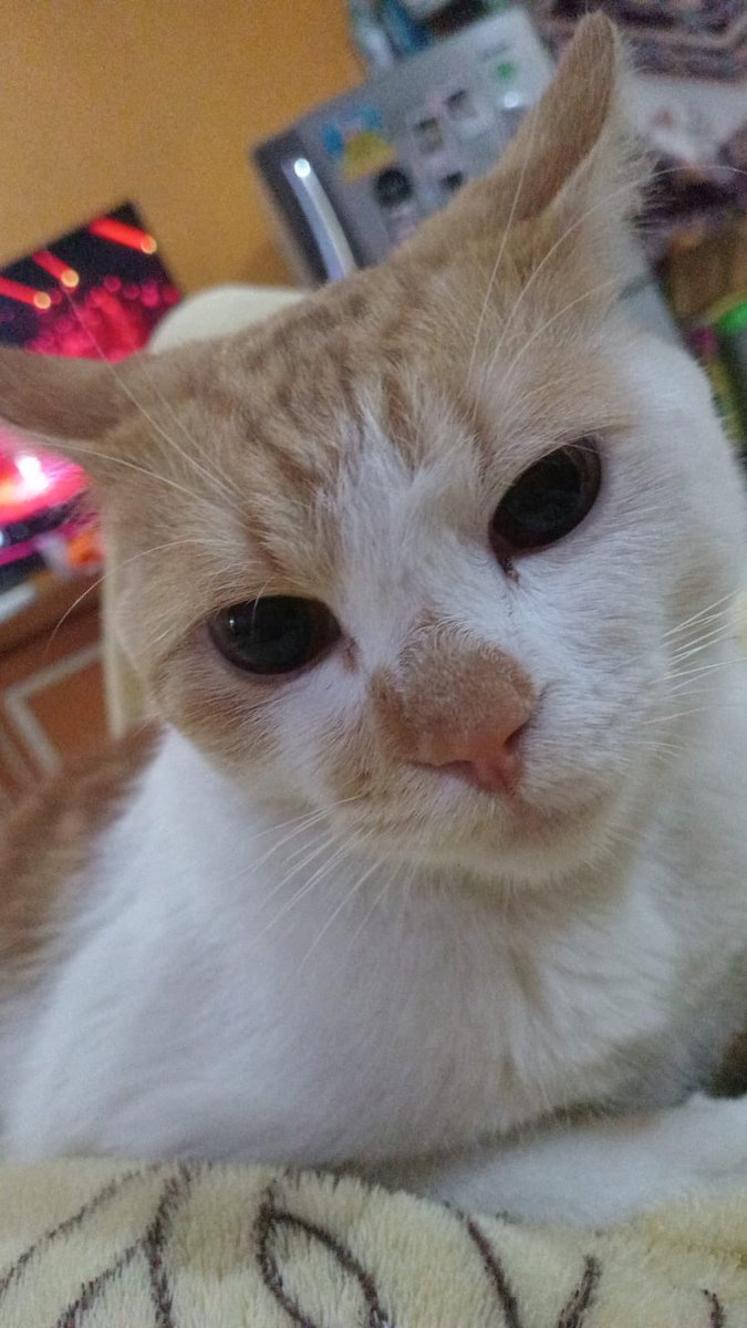 49odCK's tweet photo. @kochengfs Momo ganteng https://t.co/SmdHnPxeHd