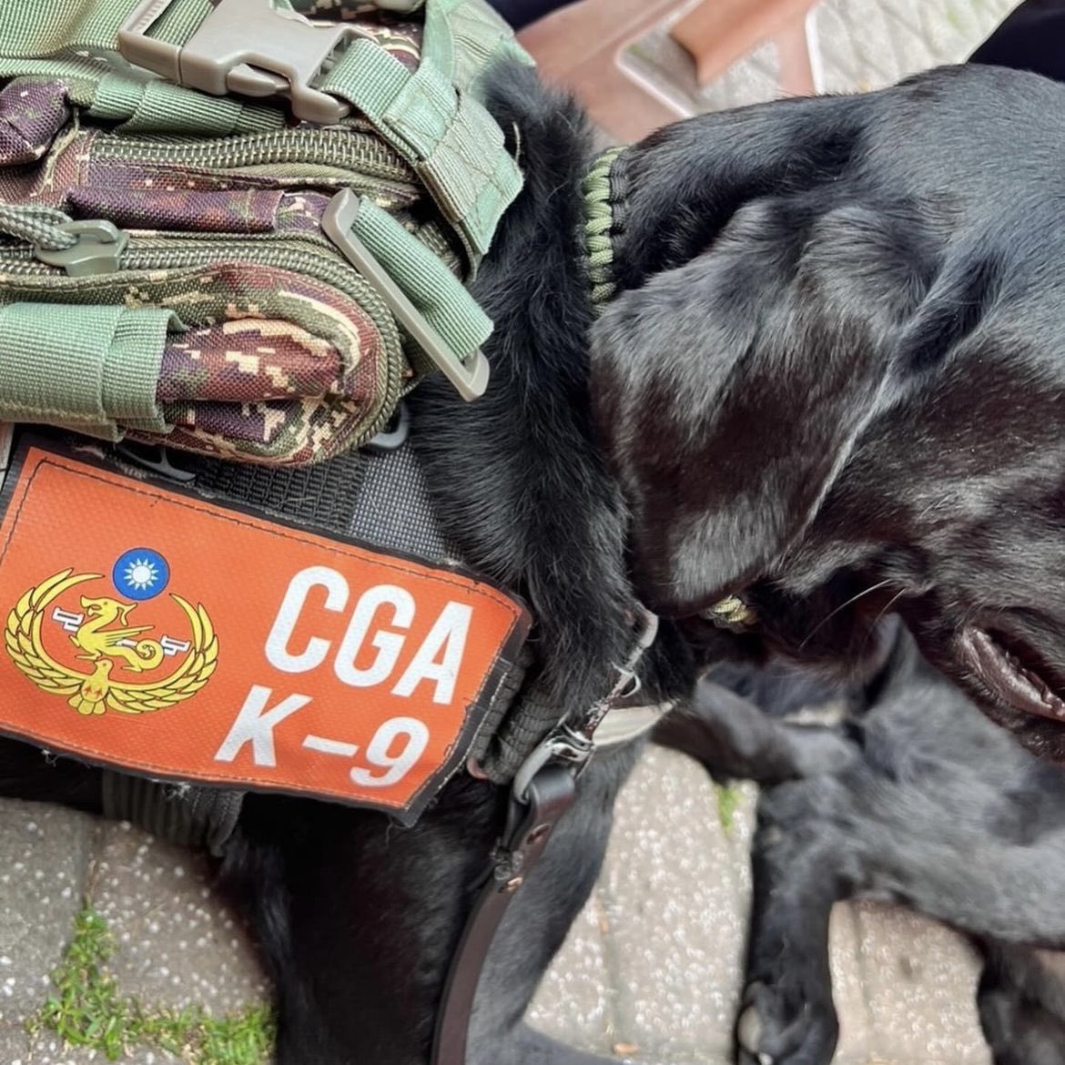 k9planet_japan's tweet photo. 🇹🇼台湾沿岸警備隊の探知犬K9 "ジオン"🐕
#repost @cga_xion_1208
#k9 #k9planet #workingdog #k9training #searchdog #shepherd #ラブラドールレトリバー #germanshepherd #黒ラブ #k9unit #labradorretriever #sardog #taiwanrescuedog #沿岸警備隊 #costguard #taiwancoastguard https://t.co/H153EKjJtF