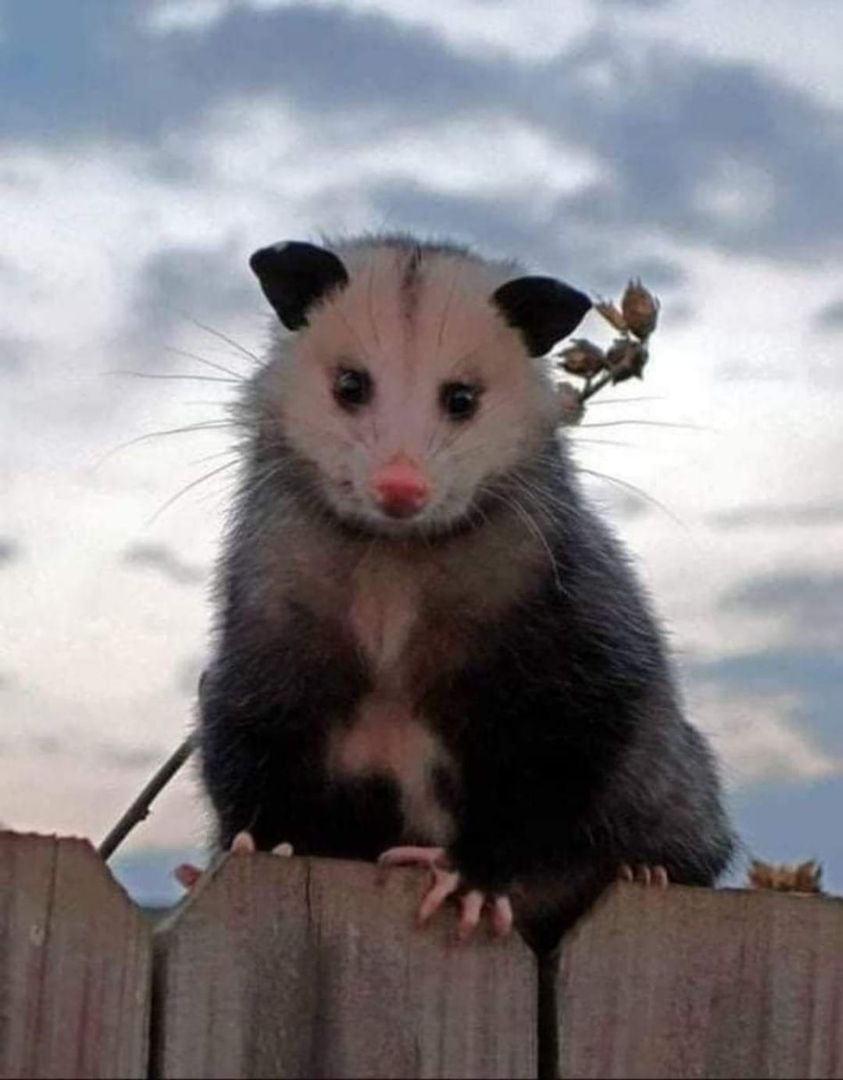 Opossums can withstand up to 80 Rattlesnake or Coral bites and will eat ticks as if they were French fries. Thanks to them, there is an antidote for poisonous snake bites.
Please don't kill them!