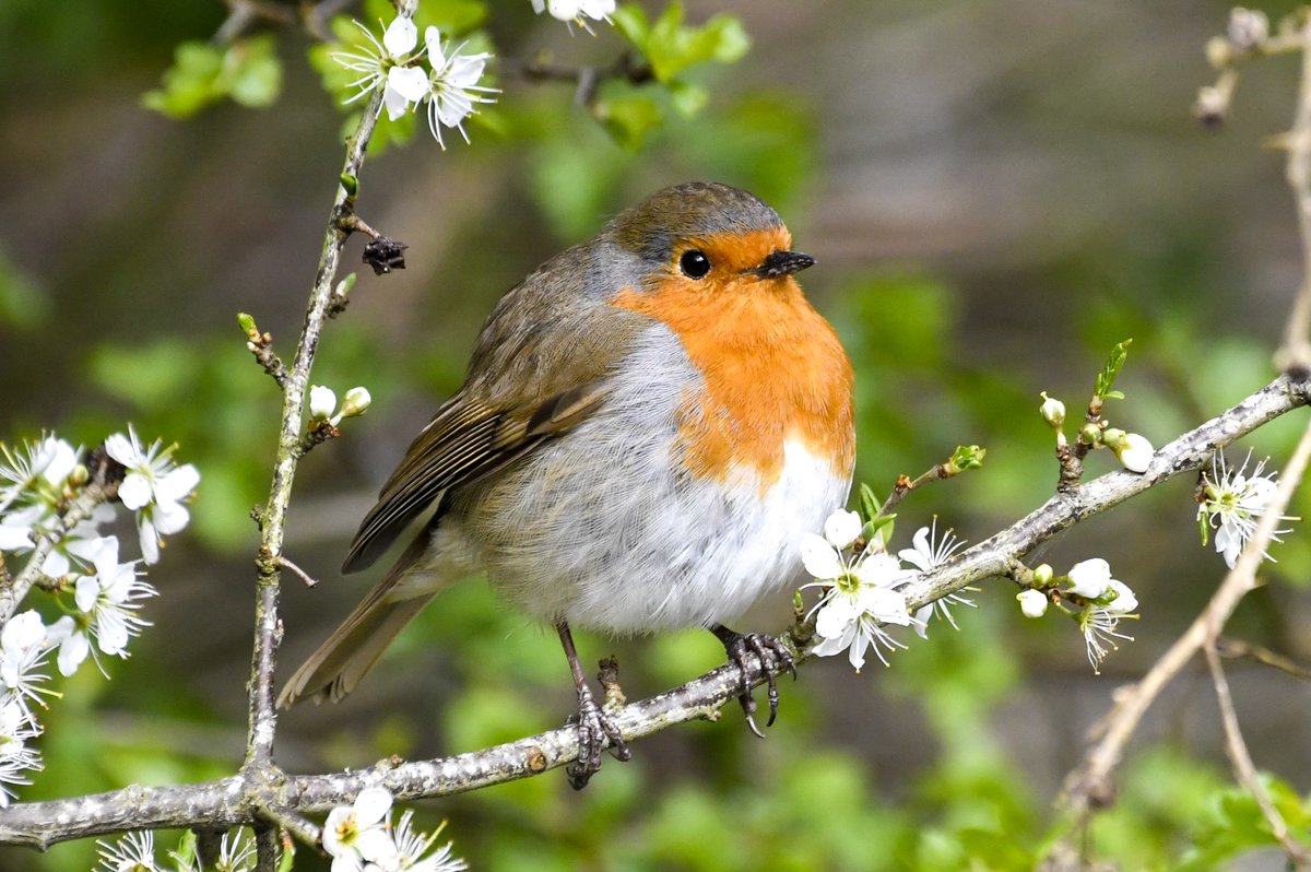 A Robin in the blossom at Teifi Marshes. #TwitterNatureCommunity