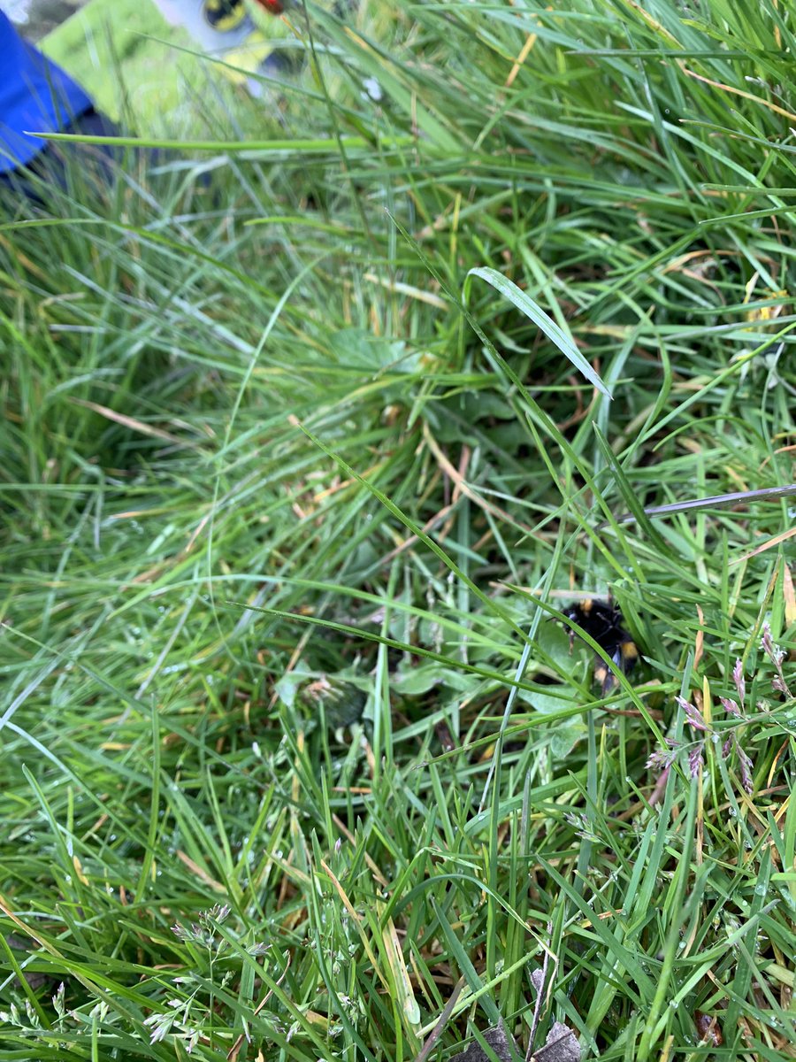 Very excited to find this little creature. Much conversation around how to care for them. We then found a few different species 🐝 🌸 @beekeeping_uk @_OLW_ @healthyschools_ @CoedCadw @britishbee #curriculumforwales #outdoorlearning #wellbeing