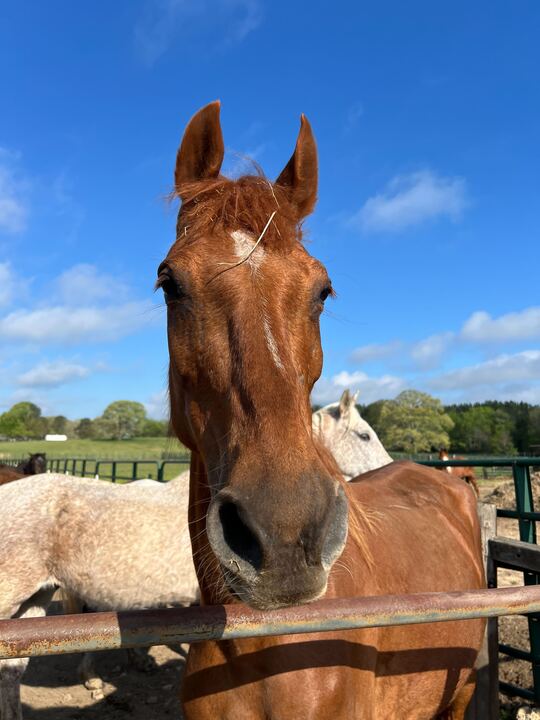 horsehumane tweet picture