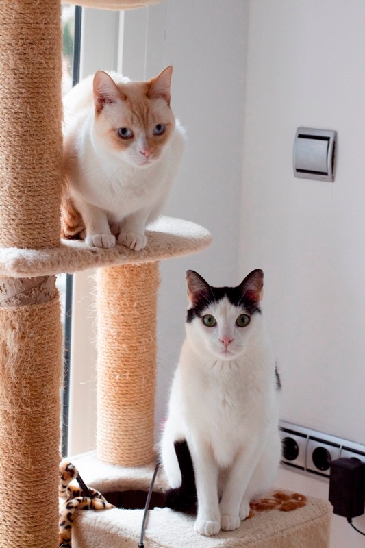 AdopFelinasVLC's tweet image. #CORINTO y #MORAD saben elegir el mejor momento del día para ponerse en el rascador de la ventana. Eso sí, juntitos, como siempre 😺❤😺
#AdopcionConjunta 
adopcionesfelinasvalencia.es/gatos-en-adopc…