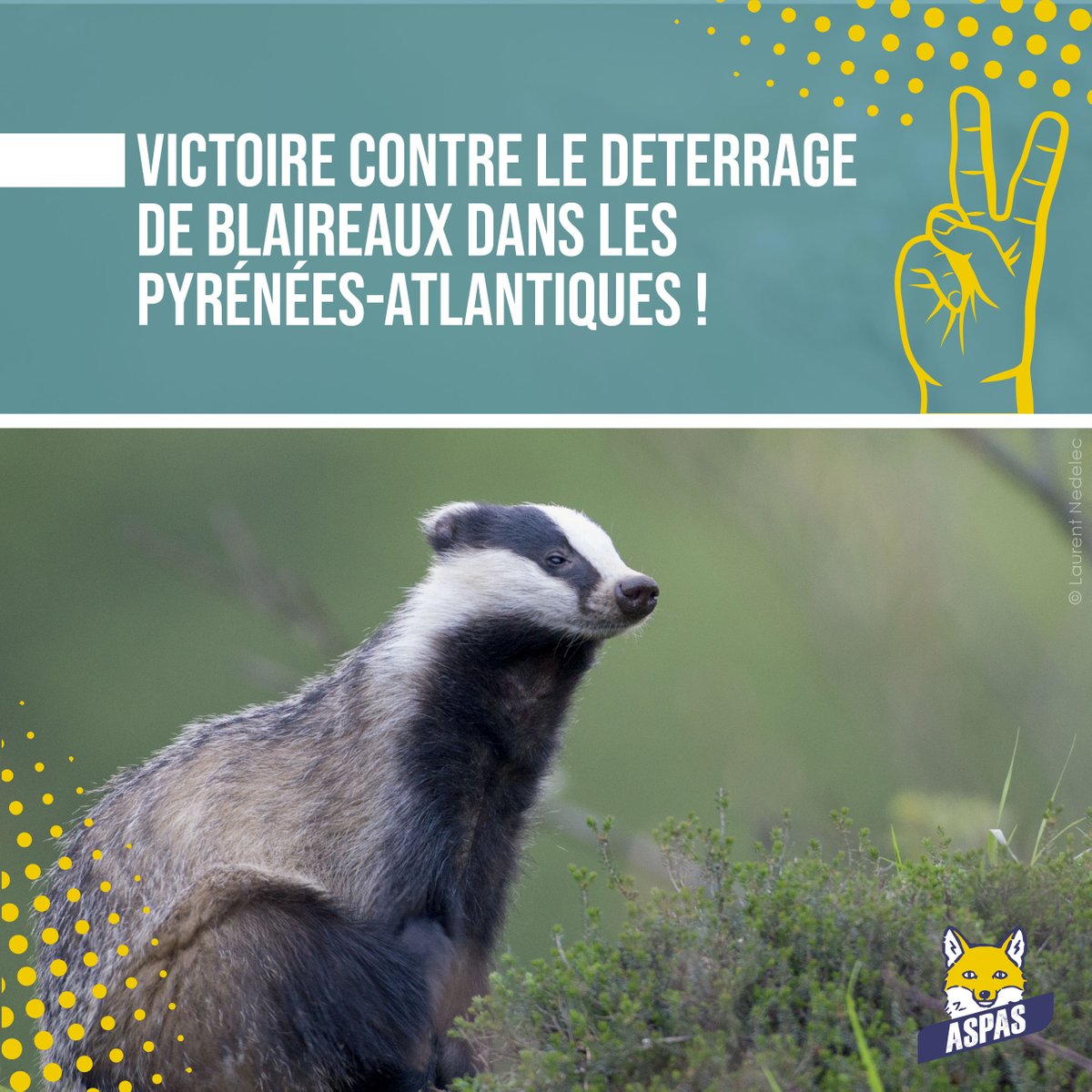 🎉Encore une fois la justice donne raison à @aspasnature et @avesfrance contre la pratique immonde du déterrage ! Tous les détails ici : aspas-maitre-renard.org/victoire-pour-… #StopDeterrage #JaimeLesBlaireaux