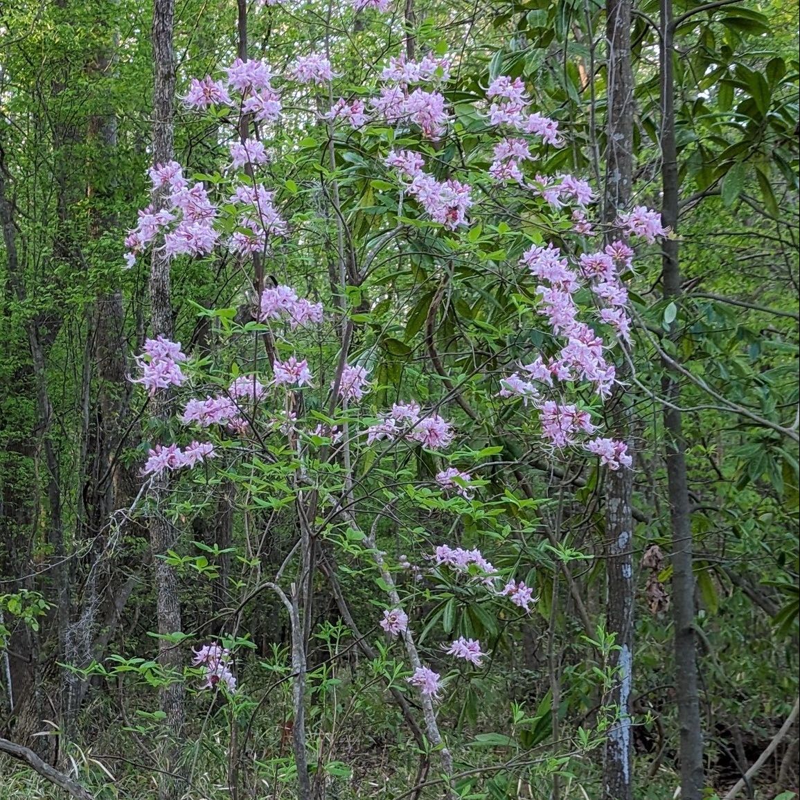 Pink azalea is a deciduous shrub that grows 4’ – 6’ tall, rarely to 10’, and has a large native distribution. ⁠It grows in moist woods, in mesic hardwoods beside streambanks, and along swamp margins, but can adapt to dry forested areas.