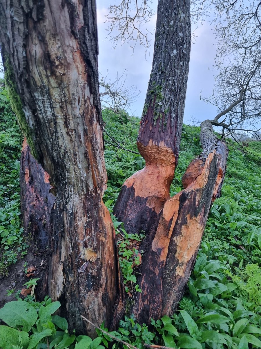 Writing my final thesis chapter from Scotland this week. Stopped by to see some beaver activity on the drive North to Orkney. Just look at those chomps!