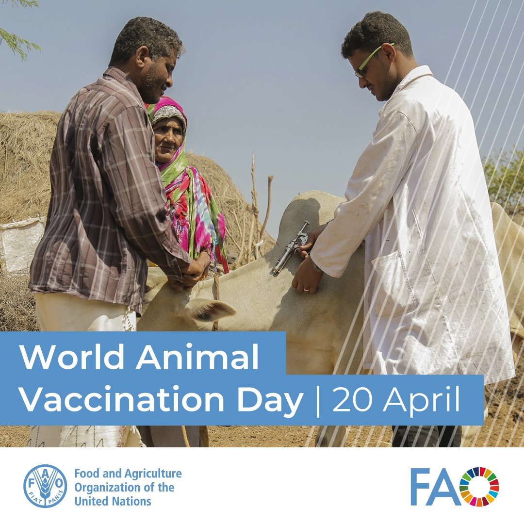 Animals vaccination: 🦠prevents disease outbreaks 👨‍👩‍👧‍👦protects human health 🧬preserves genetic diversity 💰supports livelihoods 🌐facilitates trade Investing in vaccination programs is key to strengthening global health security and agrifood systems. #WorldAnimalVaccinationDay
