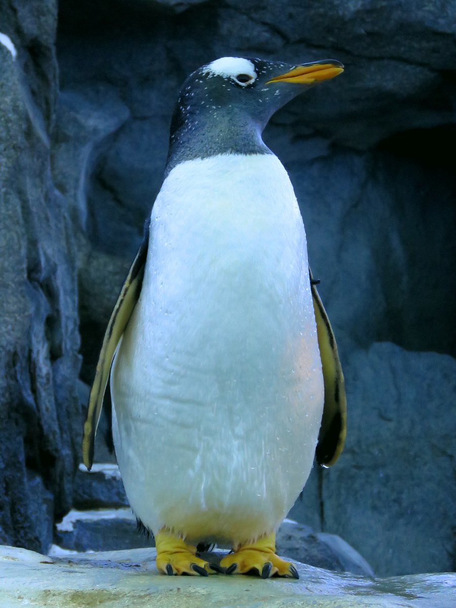AtaLosscharity's tweet photo. It's #WorldPenguinDay! 🐧 Penguins, with their lifelong partners, remind us of the depth of bonds and the pain of loss. At Ataloss, we understand grief and we're here to help you navigate through it. #Ataloss https://t.co/wnXgorc0KC