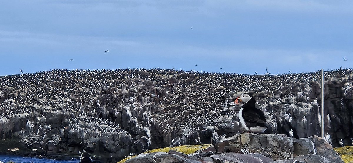 View from my office window today. Cold but thousands of Puffins and Guillemots around today. #farneislands #Puffins #Guillemots #seahouses