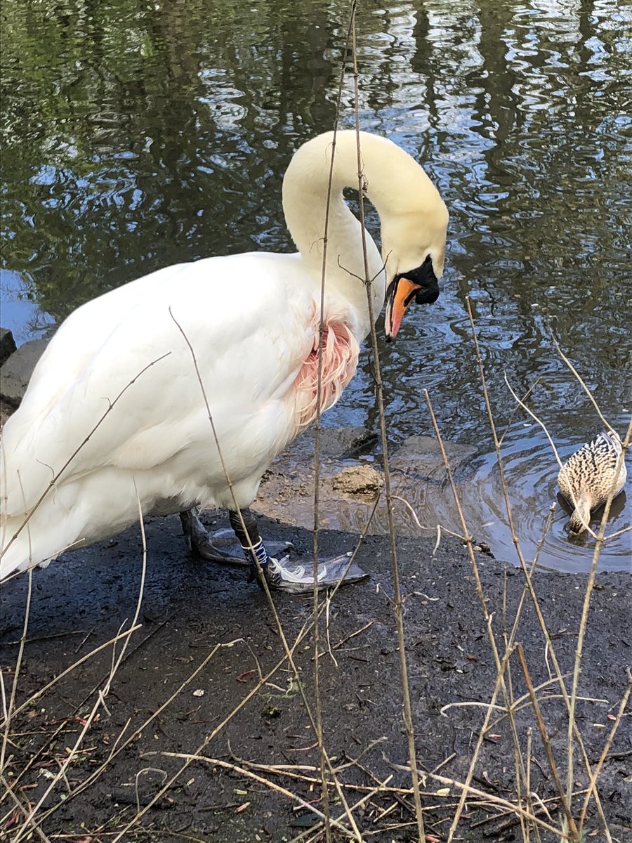 misslisa71's tweet photo. @ManCityCouncil the swan in Alexandra Park looks injured https://t.co/iyORqp687f
