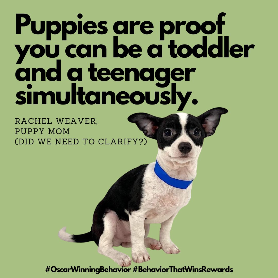 Puppies are... well, they're just A Lot. We're here to help, though. 
#DogBehavior #CSAT #CDBC #ADT #iaabc #iaabcPets #FearFreePets #OscarWinner #OscarWinningBehavior #BehaviorThatWinsRewards