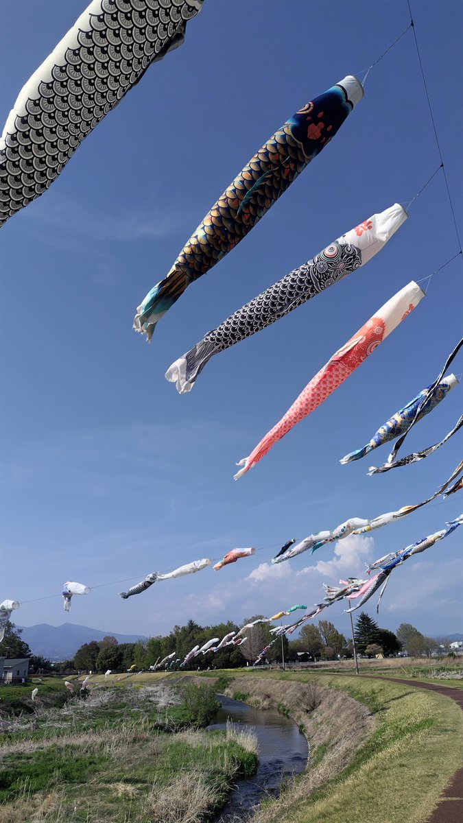 群馬県　赤堀粕川の鯉のぼり　(赤城山をバックに粕川の堤防沿いを優雅に泳ぐ鯉のぼりの群れ)