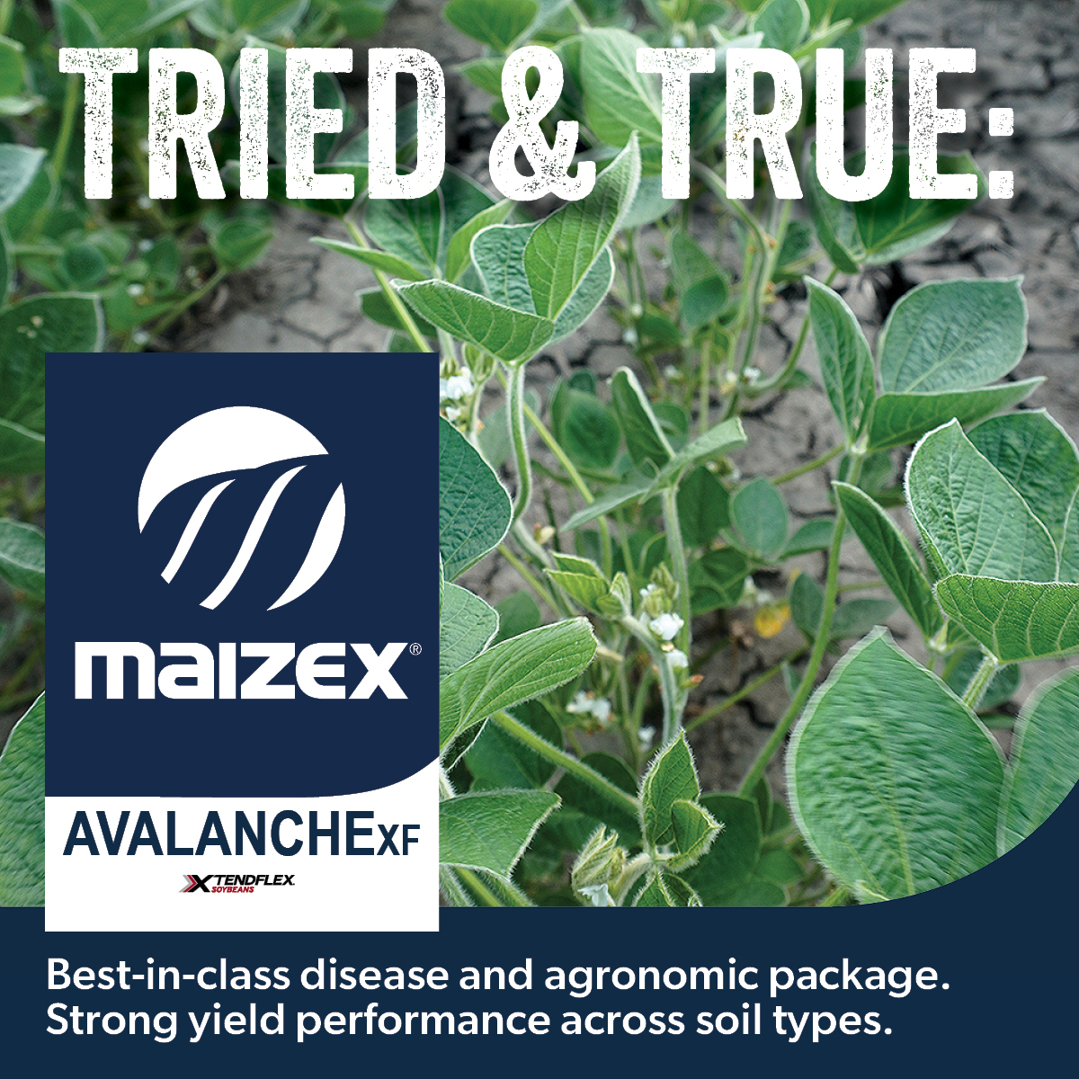 Still need some seed? Talk to your #MaizexDealer about which varieties are best for you! #fieldbyfield #Plant24 #CanadianGrownCanadianOwned