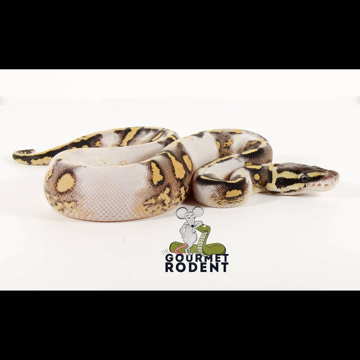 Serpente notevoli!! 😃 Pastel Vanilla Ball Python (Python regius) Chimera. Foto: Gourmet Rodent. #baby #snake #reptile #livingart #lareptile #lareptiles #breeding #ballpython #royalpython #pythonregius #livingartreptile #livingartreptiles