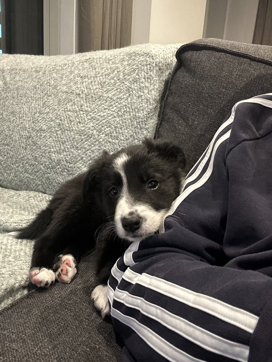 I love being a dog dad 🐶