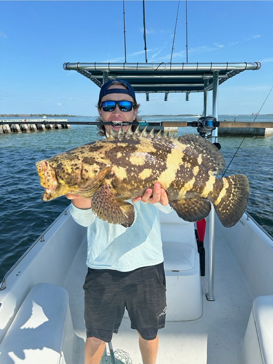 Jasik's tweet photo. The boy pulled this up first cast on anchor. #FatFish #SaltLife #SanibelBridgeMonsters https://t.co/eLzGYSsOQM