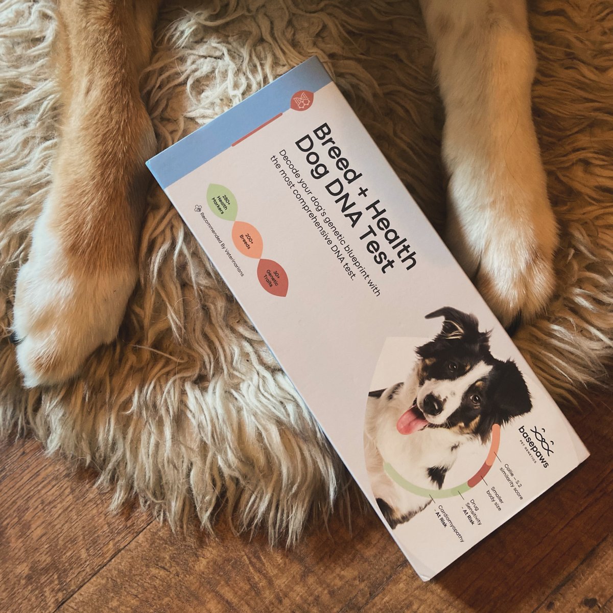 It's time for another #FreebieFriday giveaway, and today's prize is this @basepaws Breed + Health Dog DNA Test, which includes over 280 genetic markers linked to hereditary conditions in dogs. Wanna win this kit? Visit Pet Age Mag on IG for details! #TGIF #dogs #pets #mutts
