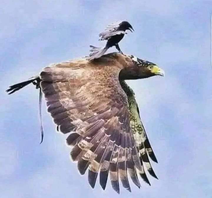 #SA کوا وہ واحد پرندہ ہے جو عقاب کو چھیڑنے کی جسارت کرتا ہے۔ یہ عقاب کی پیٹھ پر بیٹھ جاتا ہے اور اس کی گردن کاٹتا ہے۔ تاہم عقاب کوے کو جواب نہیں دیتا نہ اس سے لڑتا ہے۔ یہ کوے کے ساتھ وقت اور توانائی صرف نہیں کرتا۔ عقاب صرف اپنے پروں کو کھولتا ہے اور ۔ #IranIsraelConflict