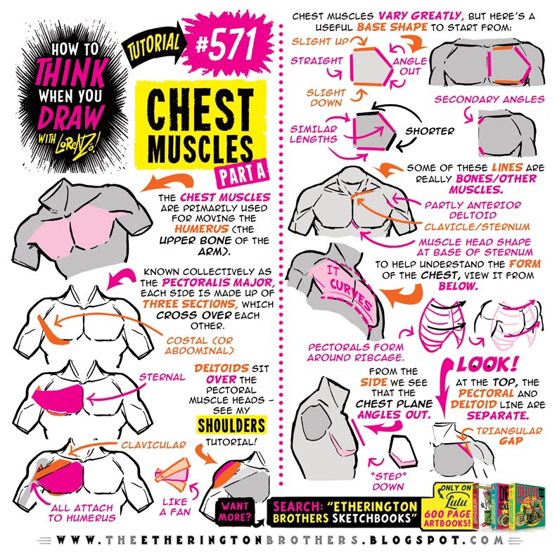 CHEST MUSCLES part 1 … PLUS, I now post DIFFERENT tutorials each day over on TIKTOK ( handle: EtheringtonBros ) Lorenzo! #anime #manga #comicart #conceptart #gamedev #animationdev #gameart #tutorial #illustration #art #drawing #characterdesign #visdev