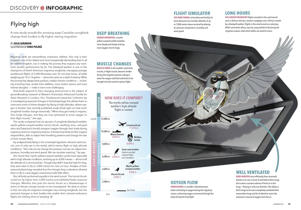 Excited to share an illustration I created for an infographic appearing in the recent issue of  @CanGeo depicting some of @Catie_Ivy 's research. Article written by @JZarankin
#SciArt, #AvianAnatomy, #AnimalAnatomy, #birdmigration