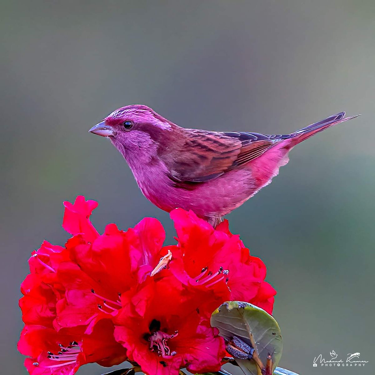 Pink-browed rosefinch: Jalna - Uttrakhand #IndiAves #birds #birding #birdsofX #Xnaturecommunity #NaturePhotography