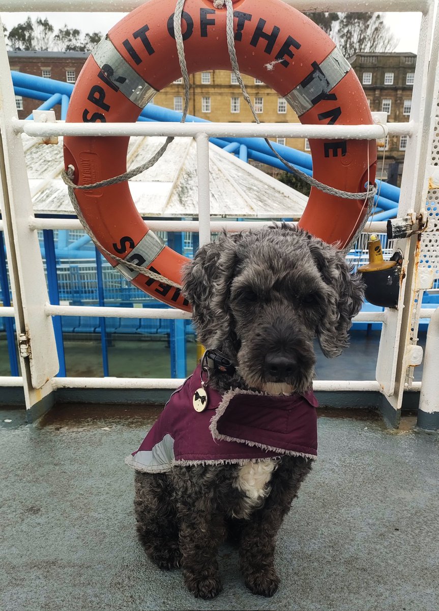 Helenography's tweet photo. Dog on the Tyne (he's all mine, all mine).
And yes, before you ask, we did travel by "rover" ticket.
#ShieldsFerry https://t.co/DBRFSNUUTP