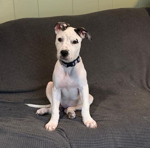 Hi - it’s Darla here, I’m 3 1/2 months old (as of 4 18 24) and ready to go to my forever family. I’m working hard on my potty manners and I’m great in my crate. I get along with all the furries in my foster home so I’d love another playful pup to go home to. Please apply for me