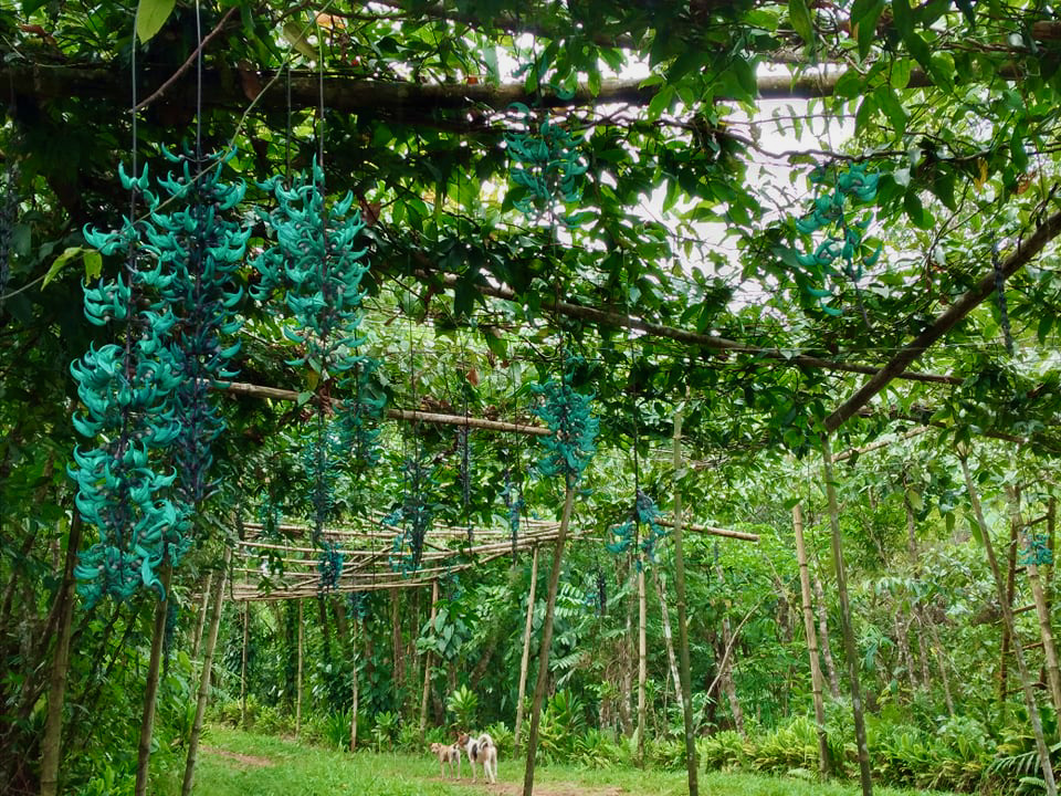 OBGA has been working with researchers at @UPLBOfficial, exploring the remarkable flora native to the Philippines. Here is an extraordinary example – the jade vine or Tayabak (Strongylodon macrobotrys). Don’t miss it in bloom in our Water Lily House over the next few weeks!