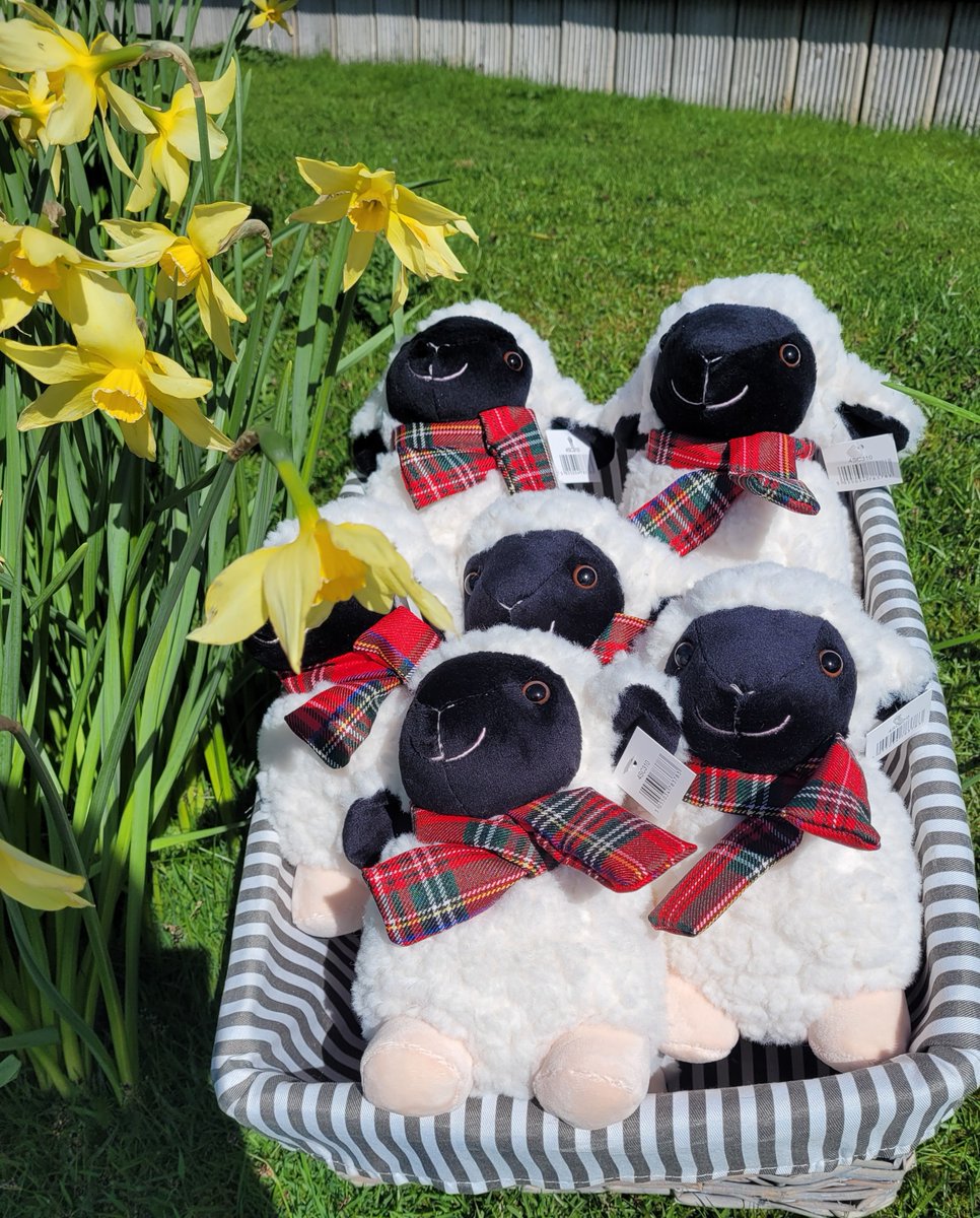The lambs are out in Argyll, and in our gift shop! 🐑🐑🐑